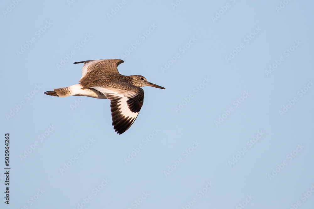 Fototapeta premium Willet Sandpiper