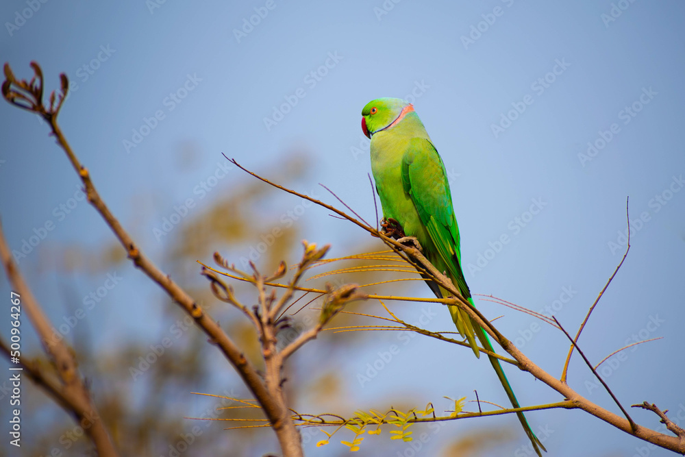 Beautiful parrot spotted sun basking on the branch of a tree Beautiful parrot spotted sun basking on the branch of a tree