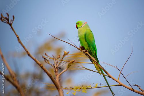 Beautiful parrot spotted sun basking on the branch of a tree
