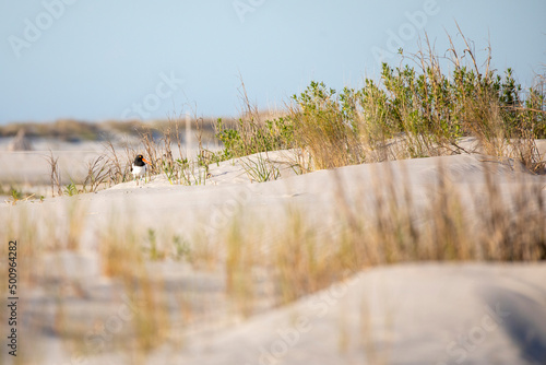 American Oystercatcher on dune with foliage