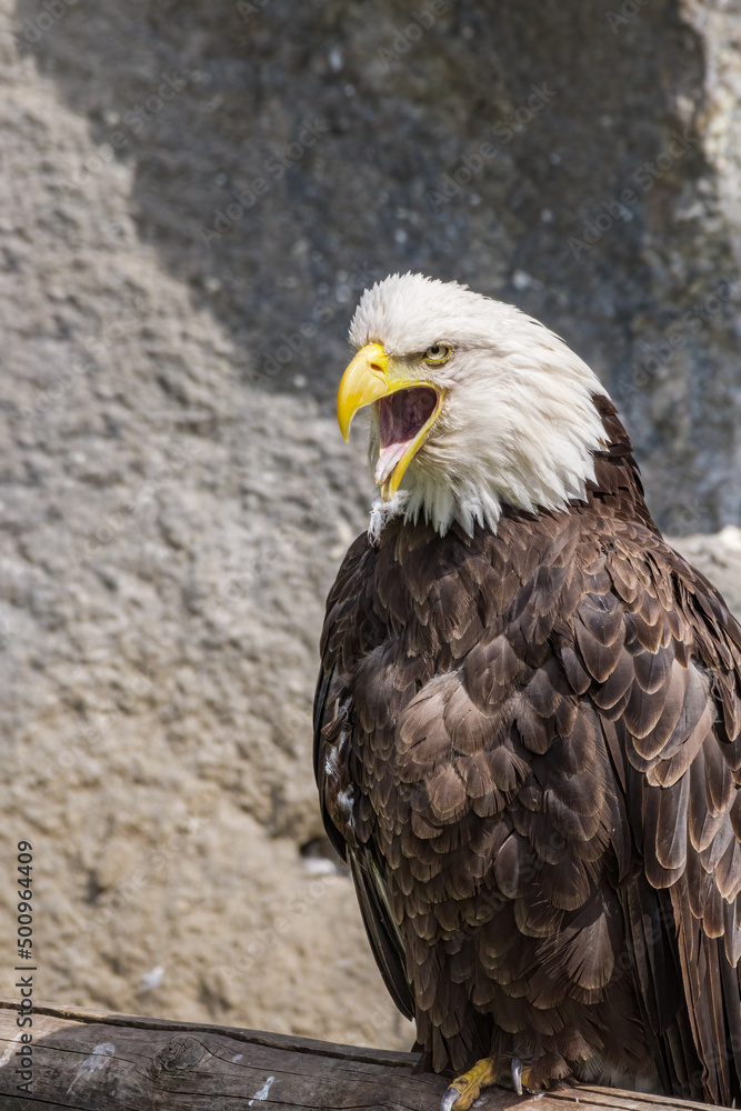 Bald Eagle (Haliaeetus leucocephalus) at Chowiet Island, Semidi Islands, Alaska, USA Bald Eagle (Haliaeetus leucocephalus) at Chowiet Island, Semidi Islands, Alaska, USA