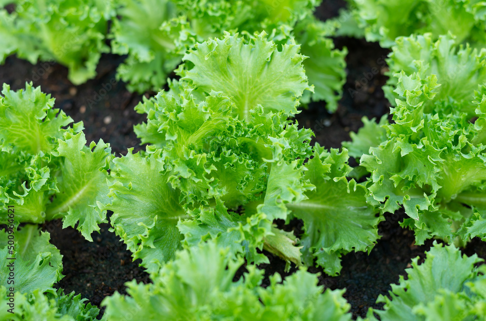Closeup of leaves Frillice Ice Berg Lettuce salad Closeup of leaves Frillice Ice Berg Lettuce salad