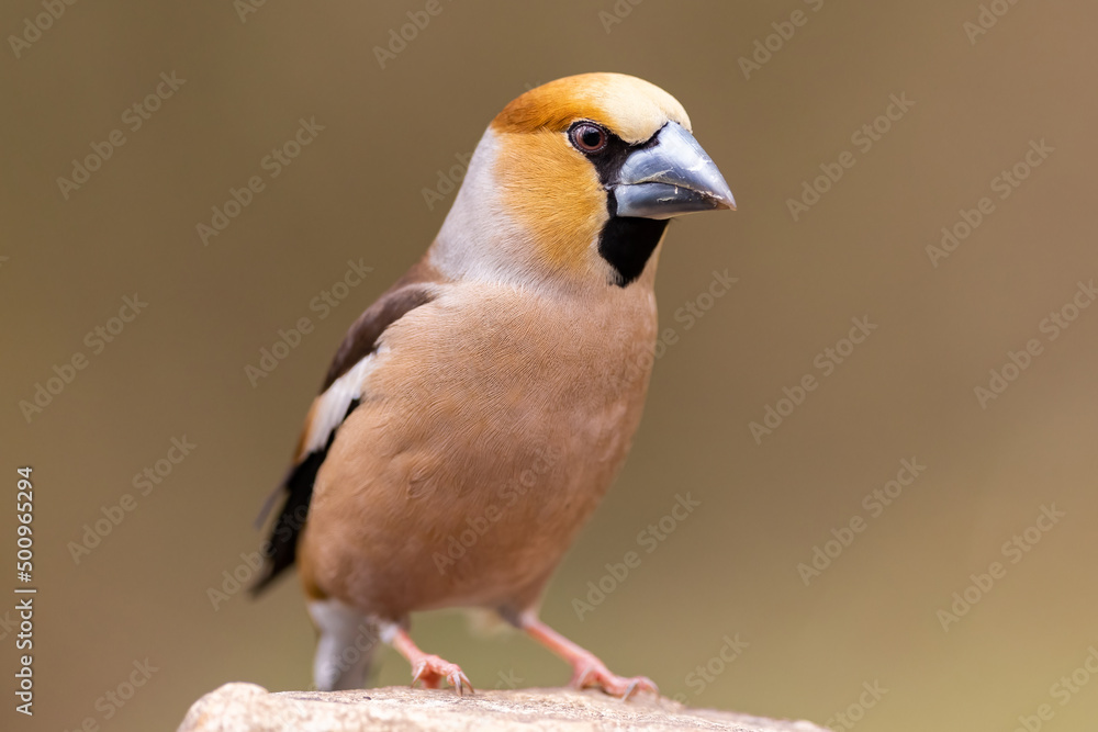 Fototapeta premium Wild bird hawfinch (Coccothraustes Coccothraustes) portrait