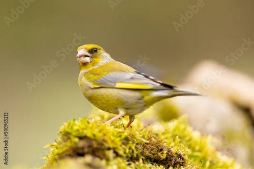 Yellowhammer (Emberiza citrinella).Bird sitting on a branch with green background. Wildlife scenery © Branislav