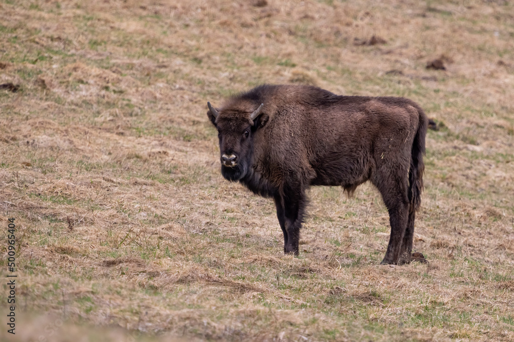 Fototapeta premium European bison (Bison bonasus) is standing on meadow in national park Poloniny