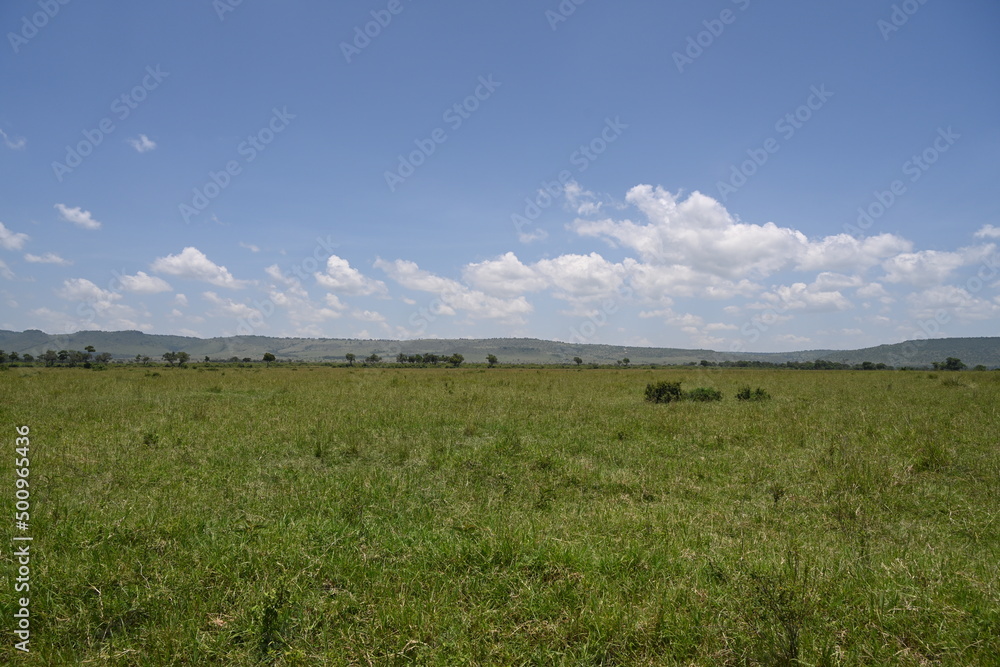 Fototapeta premium grass and blue sky