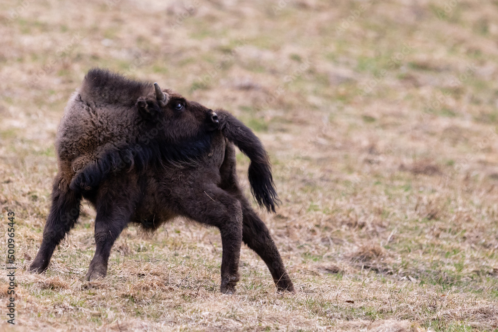 European bison (Bison bonasus) is standing on meadow in national park Poloniny European bison (Bison bonasus) is standing on meadow in national park Poloniny