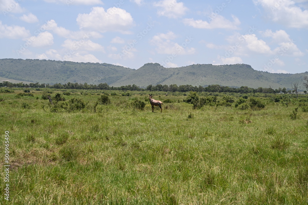 deer in the field