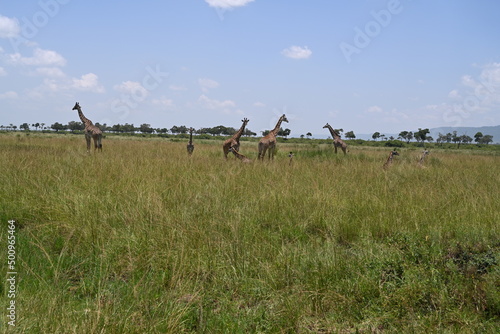 giraffes in maasai mara
