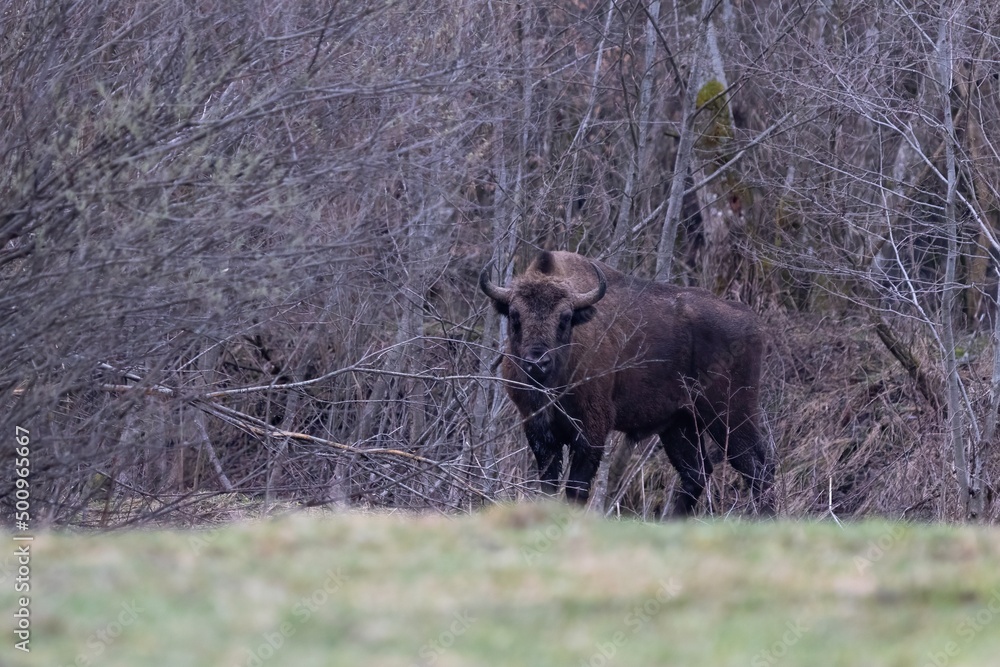 European bison (Bison bonasus) is standing on meadow near the forest in national park Poloniny European bison (Bison bonasus) is standing on meadow near the forest in national park Poloniny