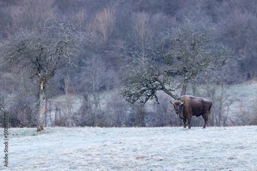 European bison (Bison bonasus) is standing on meadow near the forest in national park Poloniny © Branislav