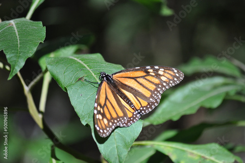 The Monarch butterfly.