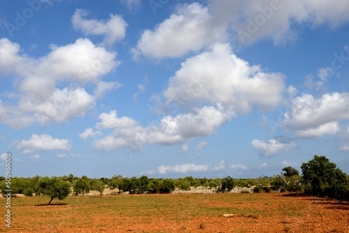 Feld auf Mallorca mit roter Erde und Bäumen