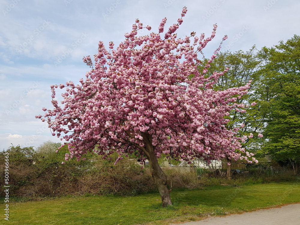 Prunus serrulata or Japanese Cherry; also called Oriental Cherry or East Asian Cherry, is a species of cherry and is used for its spring cherry blossom displays and festivals.
Prunus serrulata or Japanese Cherry; also called Oriental Cherry or East Asian Cherry, is a species of cherry and is used for its spring cherry blossom displays and festivals.