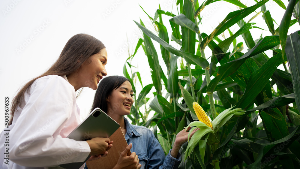 Obraz premium Crop researchers are educating farmers by using technology to develop sweet corn fields.Asian beautiful farmer using tablet and checking the quality yellow corn in field.training, quality inspection.