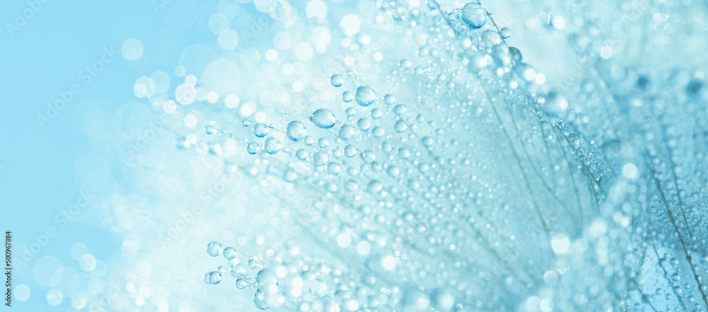 Abstract dandelion flower seeds with water drops background