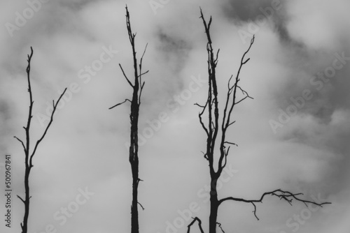 Three bare trees black & white against cloudy sky