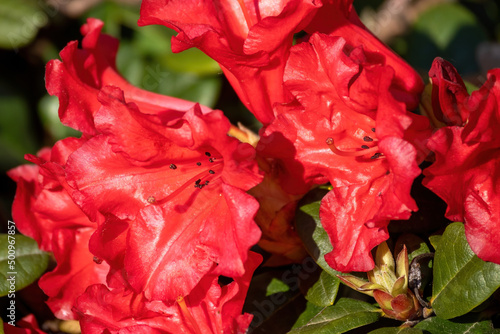 red flowers of a rhododendron