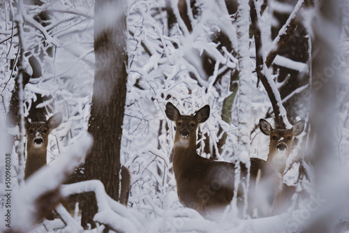 Three deer in a fresh winter snow forest landscape