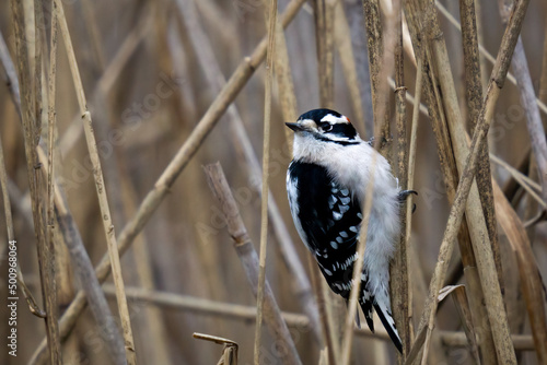 Downy Woodpecker in reeds looking over shoulder