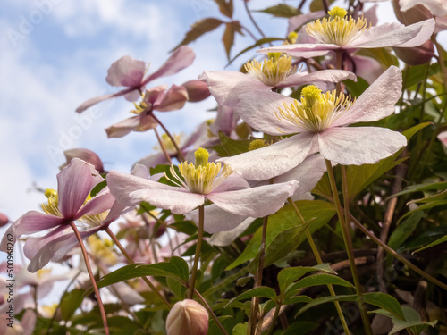 beautiful flowering clematis in spring