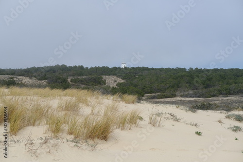 Fototapeta Naklejka Na Ścianę i Meble -  The dunes of sand of the Cap Ferret.