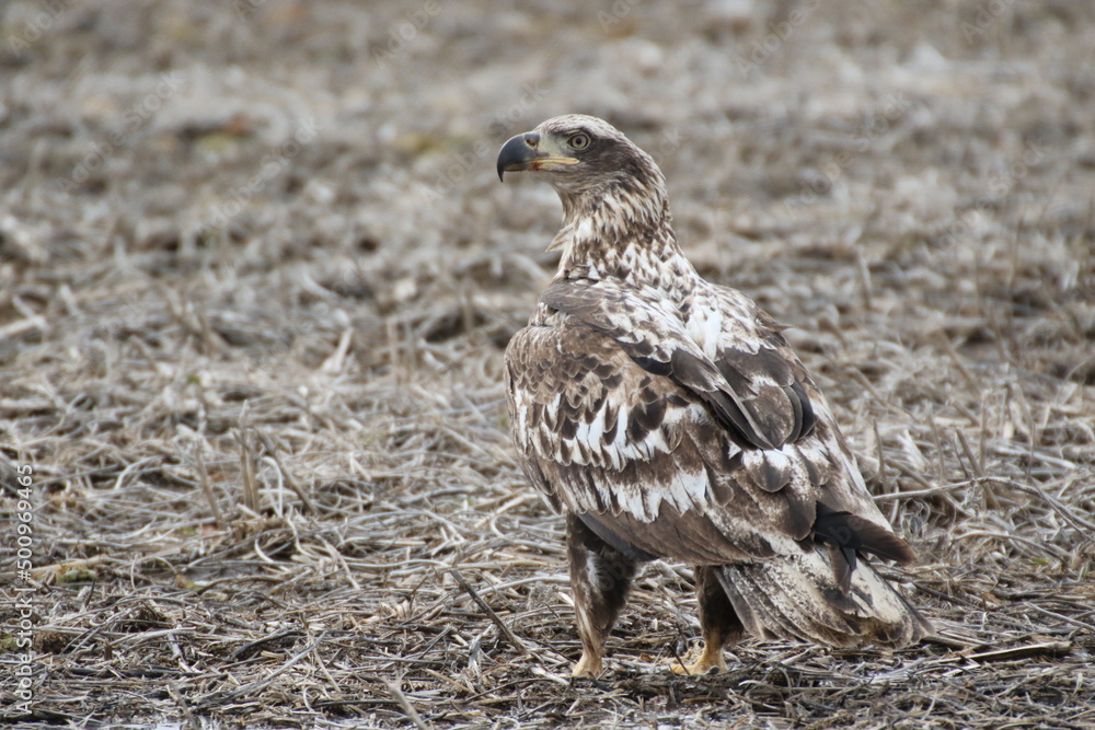 Fototapeta premium Birds in the wild