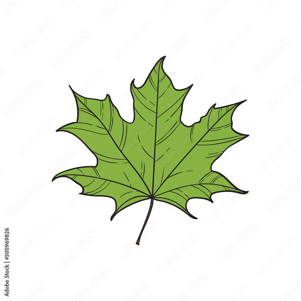Fototapeta premium Maple leaf vector illustration
