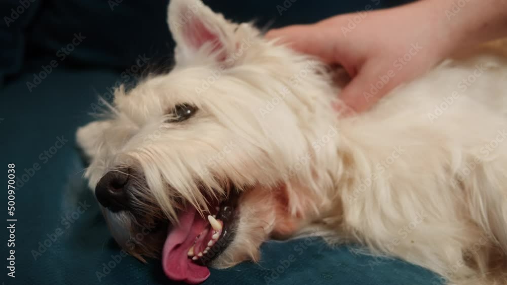 Man petting his dog close-up. Owner stroking West Highland White Terrier on sofa, obedient Westie puppy relaxing, breathing with tongue out. Happy domestic animals, little best friends. Man petting his dog close-up. Owner stroking West Highland White Terrier on sofa, obedient Westie puppy relaxing, breathing with tongue out. Happy domestic animals, little best friends.