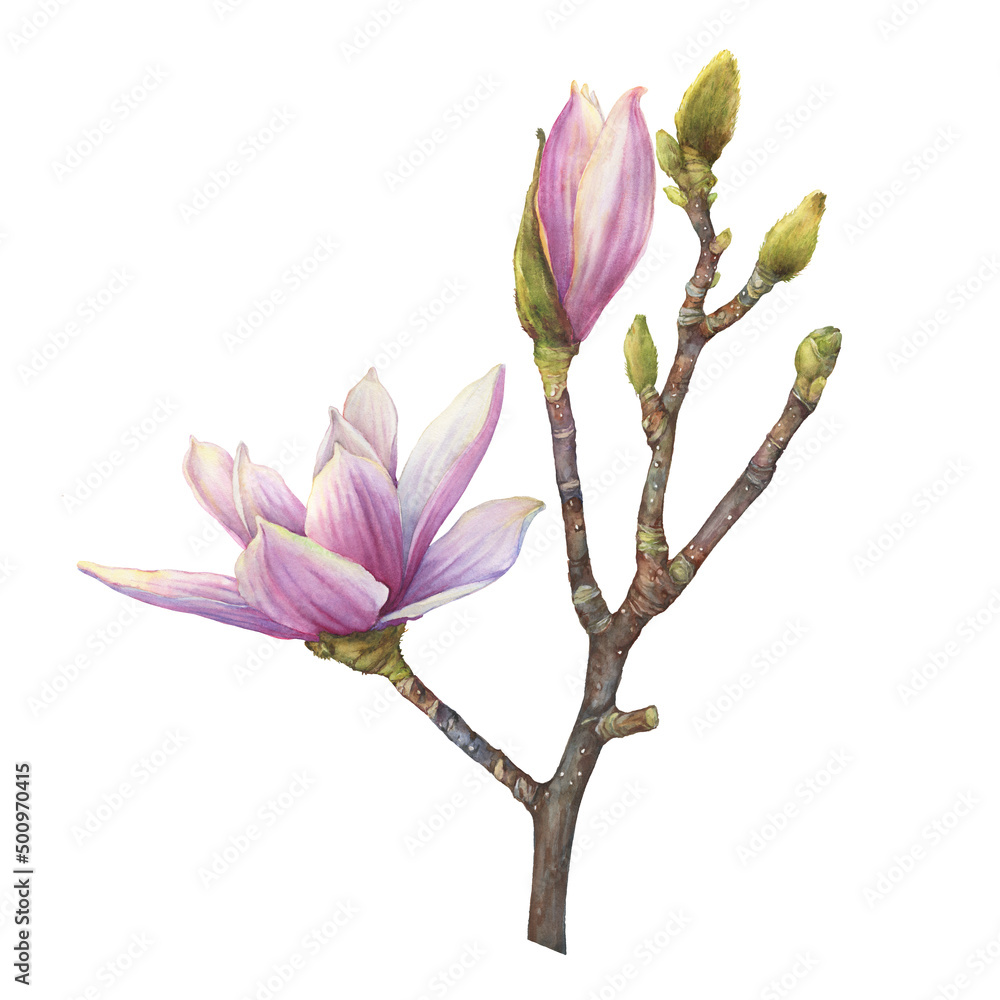 Fototapeta premium Branch of purple magnolia liliiflora flower (also called mulan magnolia, woody-orchid). Botanical watercolor hand drawn painting illustration, isolated on white background.