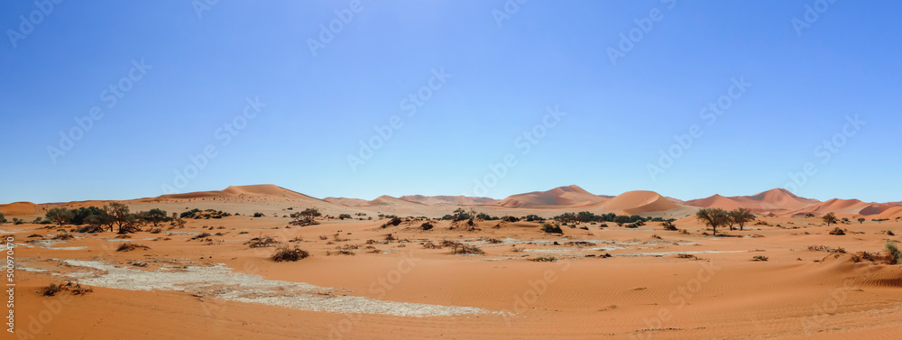 Acacia trees and dunes in the Namib desert / Dunes and camel thorn trees , Vachellia erioloba, in the Namib desert, Sossusvlei, Namibia, Africa.