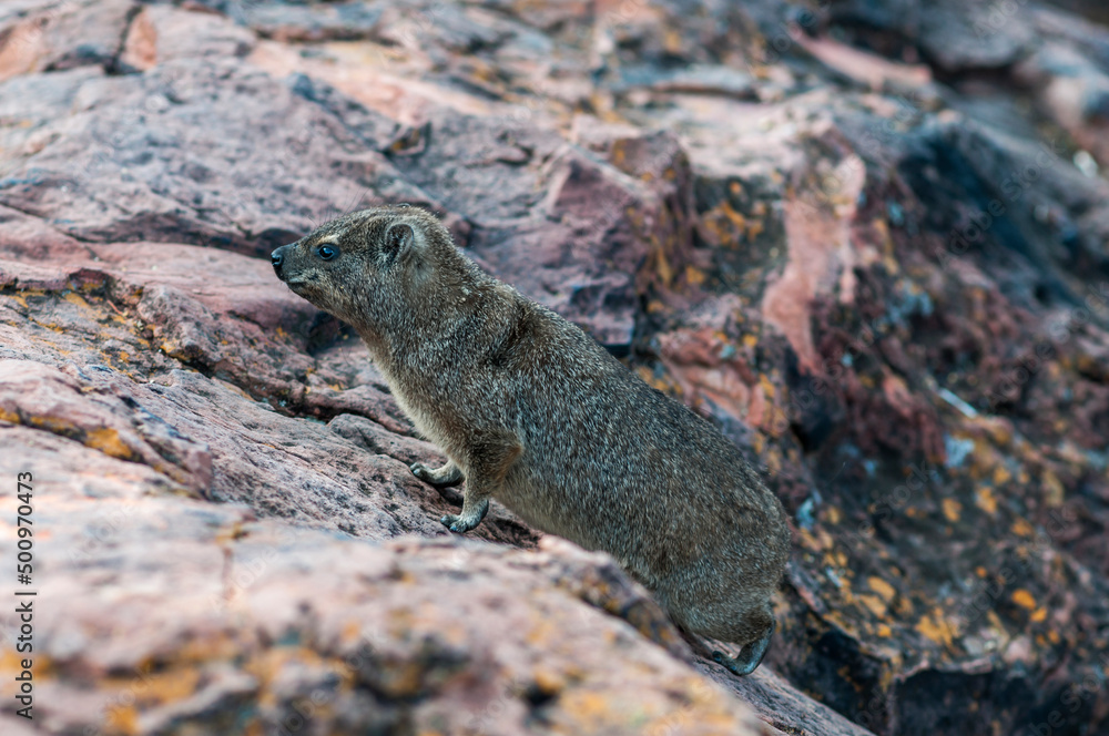 Rock hyrax, Procavia capensis / Rock dassie, on the Waterberg Plateau in Namibia, Africa