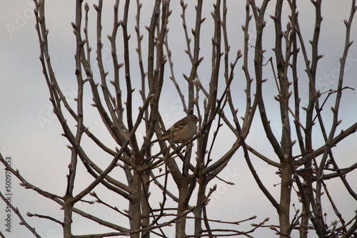 Birds in the wild