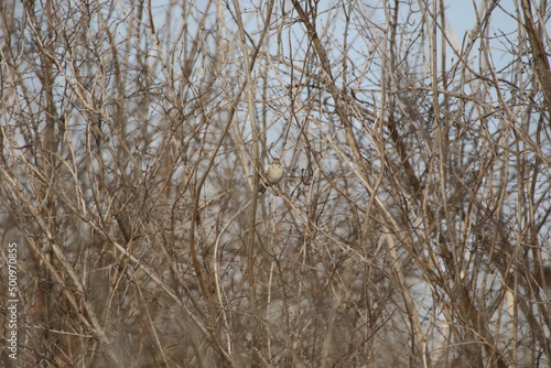 Birds in the wild