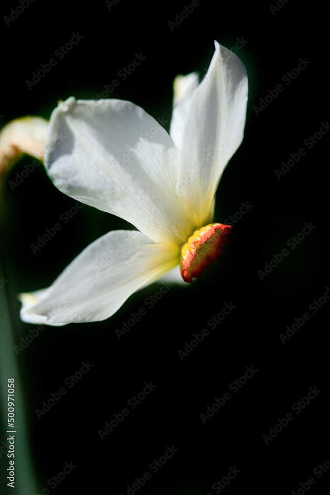 Beautiful spring blossom on nature background Beautiful spring blossom on nature background