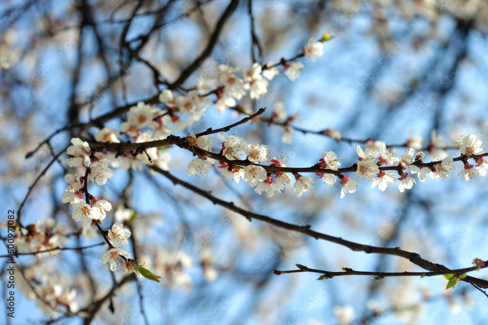 Beautiful spring blossom on nature background Beautiful spring blossom on nature background