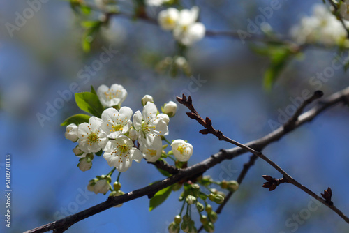 Beautiful spring blossom on nature background