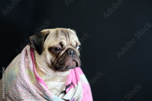 Funny wet pug puppy after bathing, wrapped in a towel