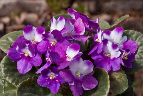 African Violet  Saintpaulia hybrida  in greenhouse