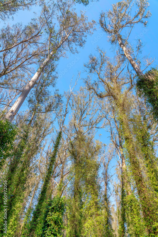 Low angle view of tall trees with climbing vines in San Francisco, California Low angle view of tall trees with climbing vines in San Francisco, California