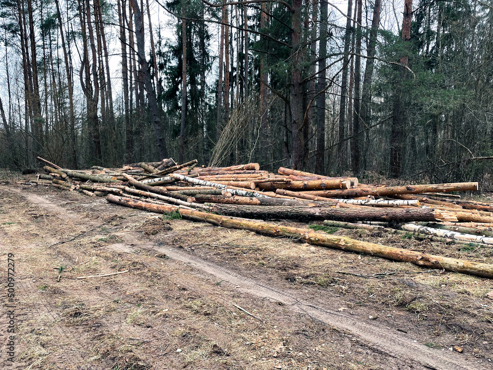 Forest after hurricane. Storm damage. Fallen trees in coniferous forest after strong hurricane wind. Forest after hurricane. Storm damage. Fallen trees in coniferous forest after strong hurricane wind.