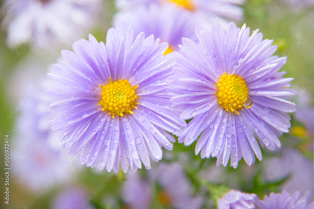 Delicate blue flowers in raindrops in soft light and focus. Astra autumn perennial. Closeup of two flowers with lilac petals and a yellow center. Delicate blue flowers in raindrops in soft light and focus. Astra autumn perennial. Closeup of two flowers with lilac petals and a yellow center.