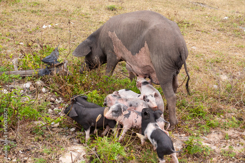 A female feral pig forages in the grasses while a herd of small piglets follow her, trying to drink her milk, Guanahacabibes peninsula photo