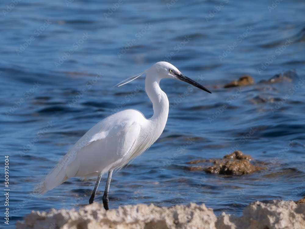 Seidenreiher (Egretta garzetta) am Strand Seidenreiher (Egretta garzetta) am Strand