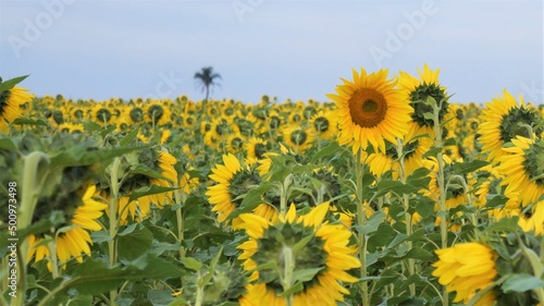 field of sunflowers