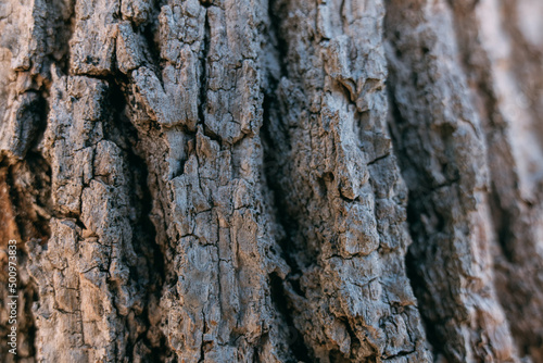 The texture of the bark of a large old tree on a sunny day. Close-up. Macro