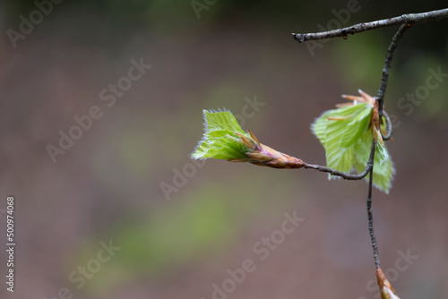 Fagus sylvatica fresh green leaf sprout unfolding