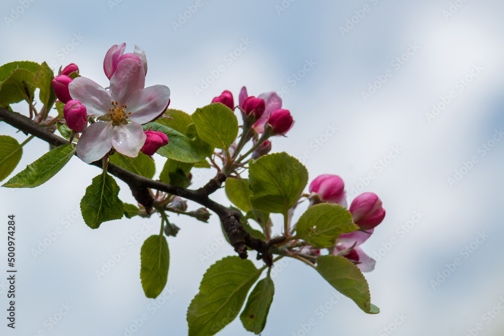 Obraz premium Großaufnahme einer einzelen aufgeblühten weißen Apfelblüte und mehreren geschlossenen zartenrosa Blüten.