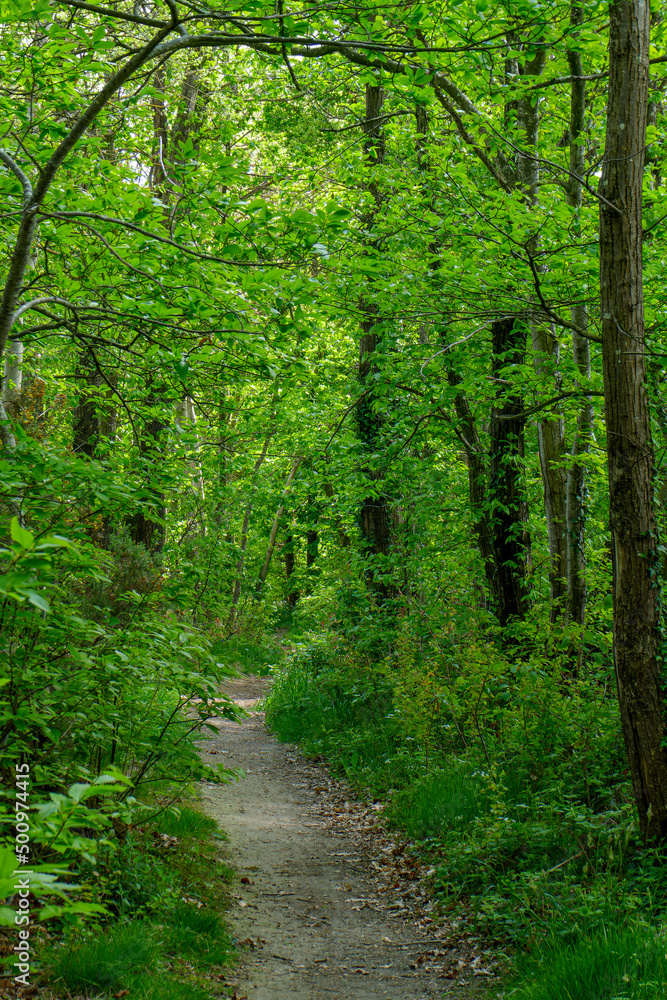 Fototapeta premium chemin serpentant en sous-bois