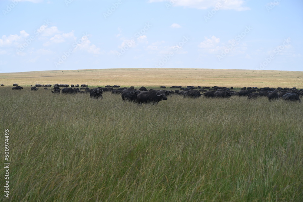 herd of buffalos in maasai mara 